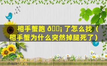 相手蟹跑 🐡 了怎么找（相手蟹为什么突然掉腿死了）